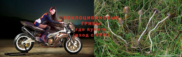 сатива Аркадак