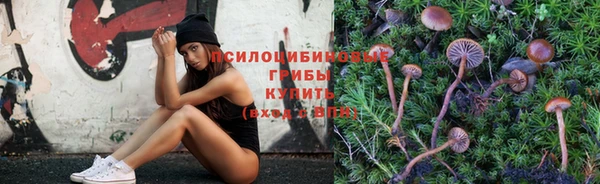 сатива Аркадак